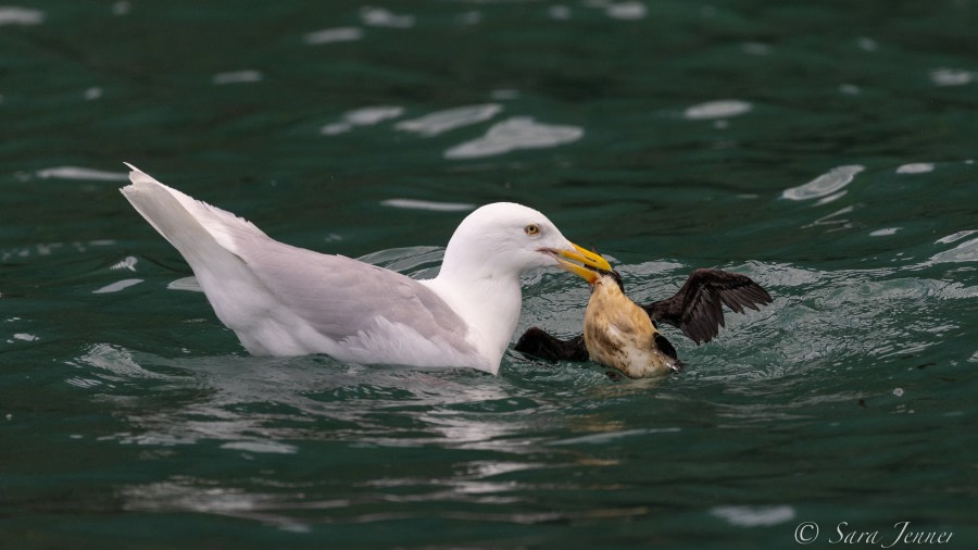 HDS11X22, Day 4, Glaucoous gull © Sara Jenner - Oceanwide Expeditions.jpg