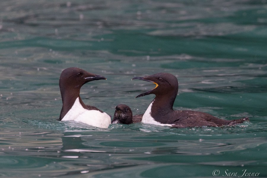 HDS11X22, Day 4, Guillmots © Sara Jenner - Oceanwide Expeditions.jpg