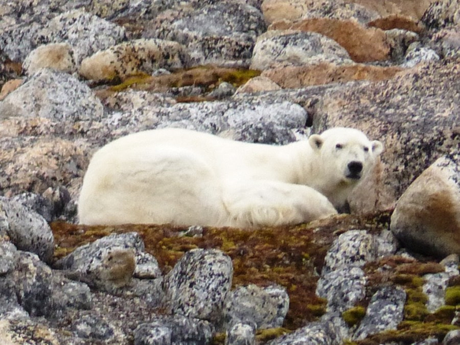 HDS11X22, Day 6, Day 21 Sleep Bear blurry 2 © Unknown Photographer - Oceanwide Expeditions.JPG