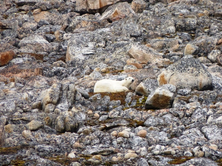 HDS11X22, Day 6, Day 21 Sleepy Bear wide © Unknown Photographer - Oceanwide Expeditions.JPG