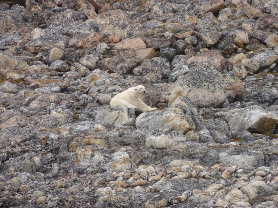 HDS11X22, Day 6, Day 21 Sleepy Bear wide 2 © Unknown Photographer - Oceanwide Expeditions.JPG