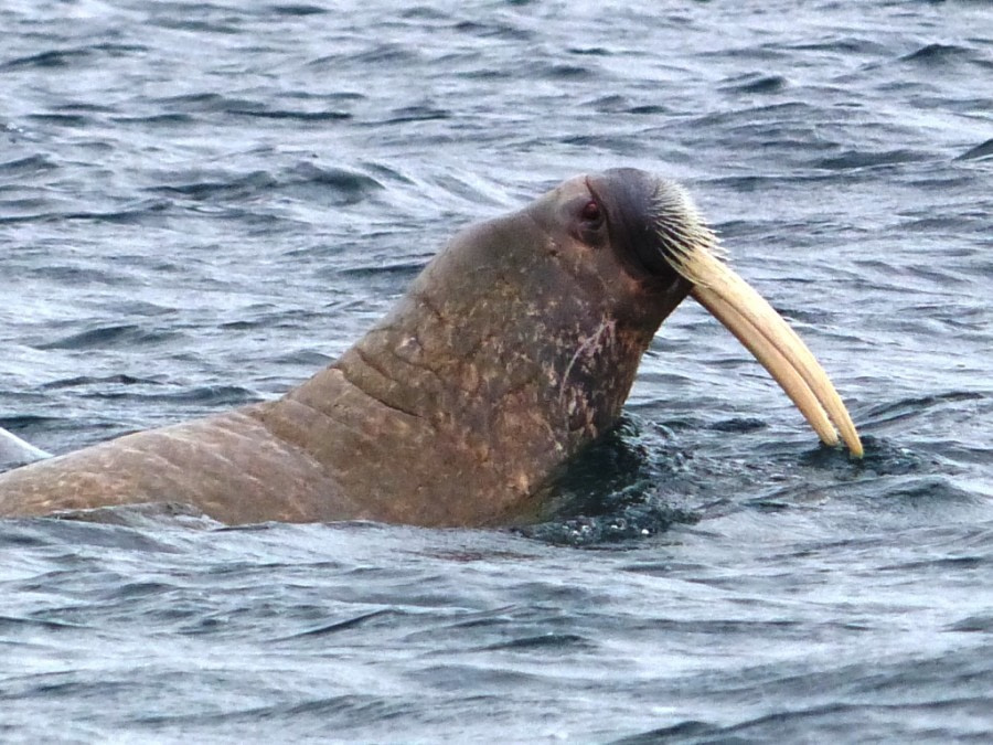 HDS11X22, Day 6, Day 21 Walrus © Unknown Photographer - Oceanwide Expeditions.JPG