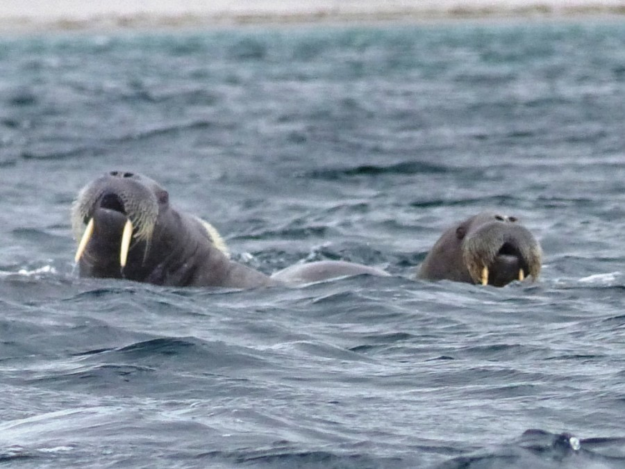 HDS11X22, Day 6, Day 21 walruses 1 © Unknown Photographer - Oceanwide Expeditions.JPG