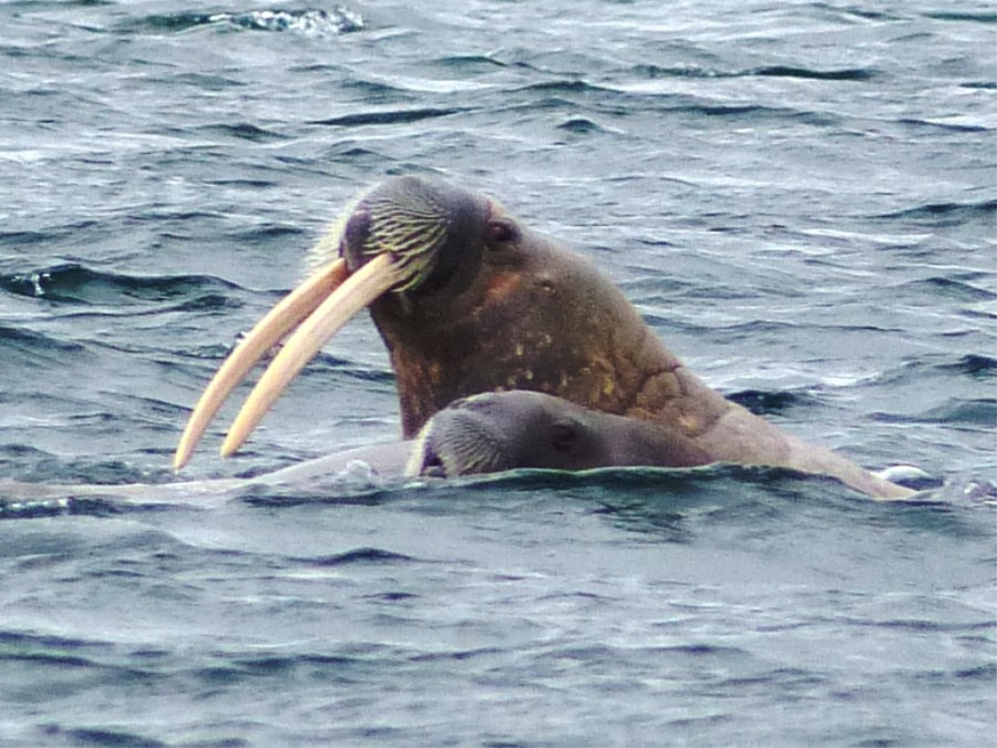 HDS11X22, Day 6, Day 21 walruses 2 © Unknown Photographer - Oceanwide Expeditions.JPG