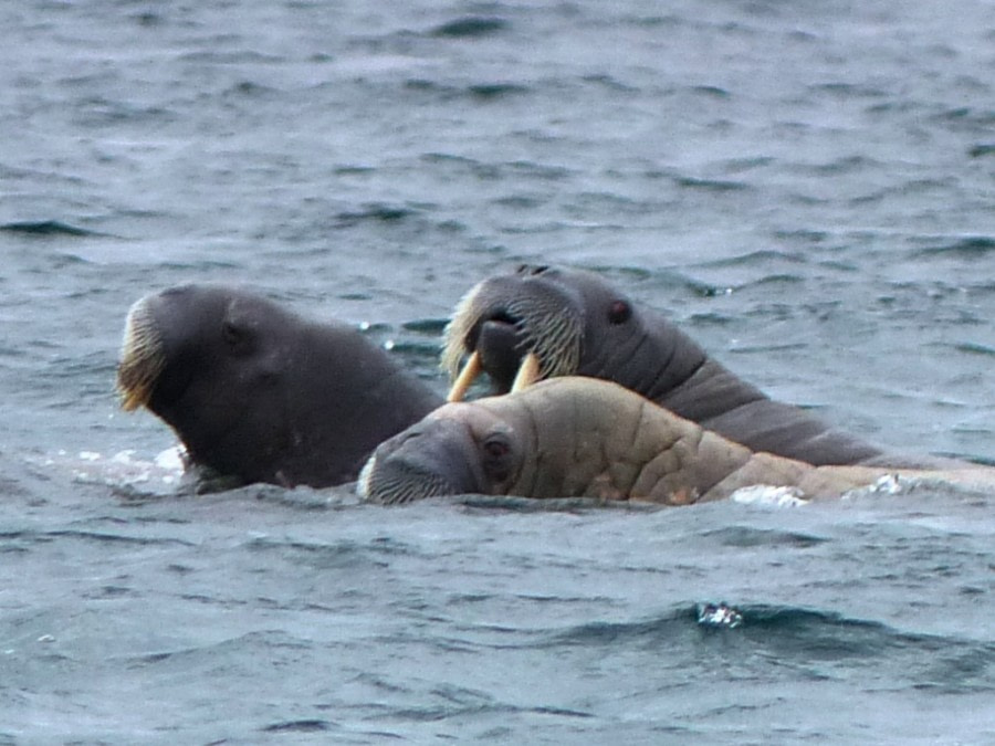 HDS11X22, Day 6, Day 21 walruses 3 © Unknown Photographer - Oceanwide Expeditions.JPG