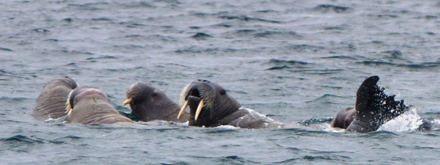 HDS11X22, Day 6, Day 21 walruses long 2 © Unknown Photographer - Oceanwide Expeditions.JPG