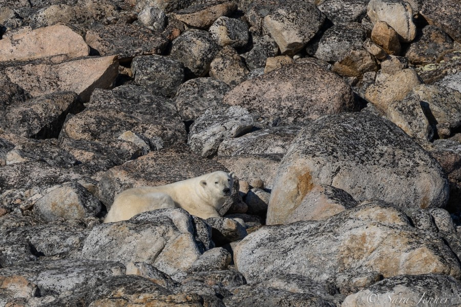 HDS11X22, Day 6, Polar Bear 3 © Sara Jenner - Oceanwide Expeditions.jpg