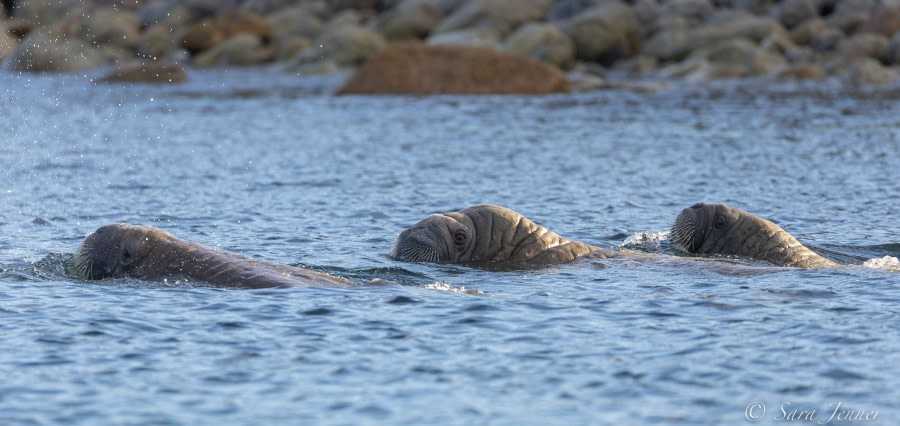 HDS11X22, Day 6, Walrus © Sara Jenner - Oceanwide Expeditions.jpg