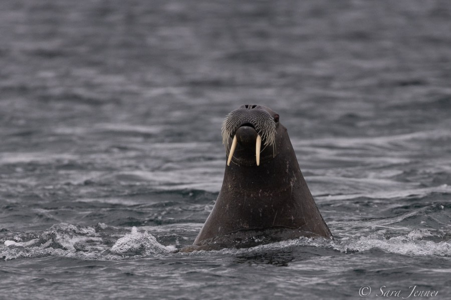 HDS11X22, Day 6, Walrus 2 © Sara Jenner - Oceanwide Expeditions.jpg