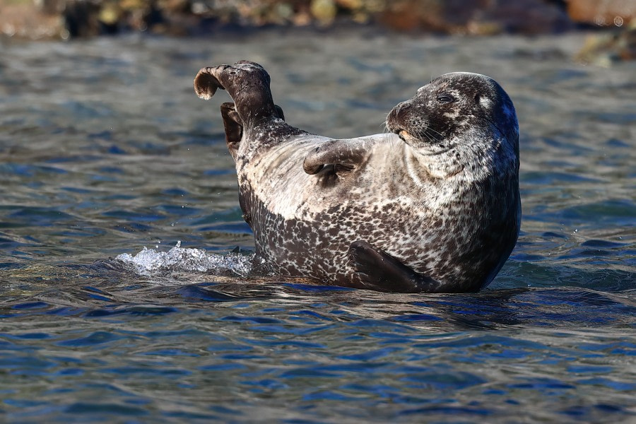 HDS11X22, Day 7, 5A8A9388-Edit © Unknown Photographer - Oceanwide Expeditions.jpg