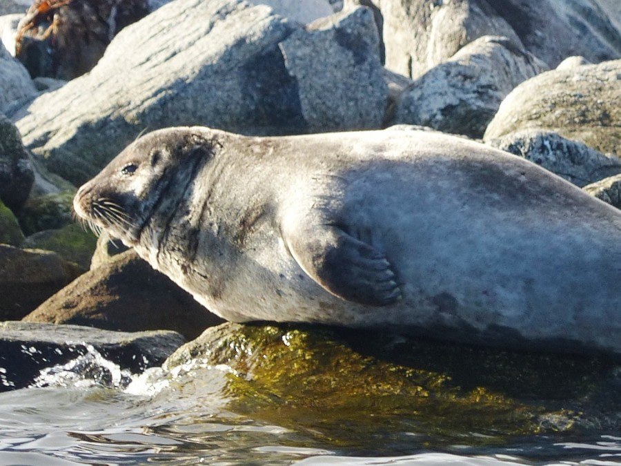 HDS11X22, Day 7, Day 22 Harbour Seal © Unknown Photographer - Oceanwide Expeditions.JPG