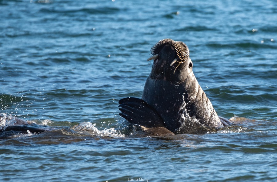 HDS11X22, Day 7, Smeerenburg (2) © Laura Mony - Oceanwide Expeditions.jpg