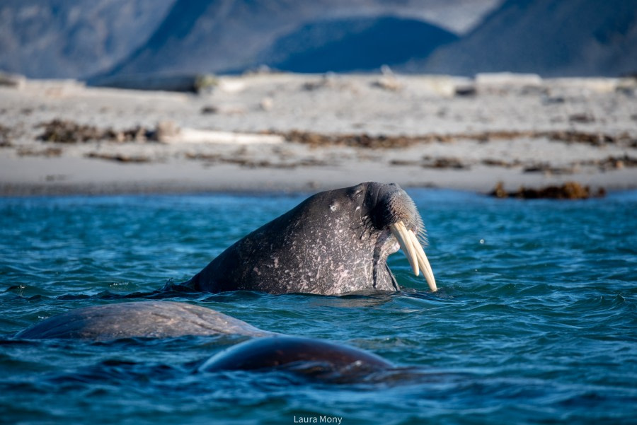 HDS11X22, Day 7, Smeerenburg (3) © Laura Mony - Oceanwide Expeditions.jpg