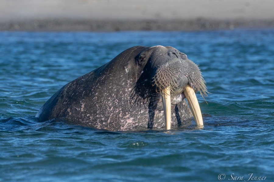 HDS11X22, Day 7, Smeerenburg Walrus 3 ® Sara Jenner - Oceanwide Expeditions.jpg