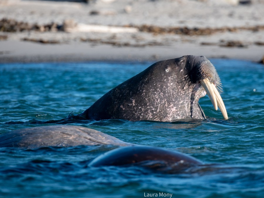 HDS11X22, Day 7, Smeerenburg walrus crop ® Laura Mony - Oceanwide Expeditions.jpg