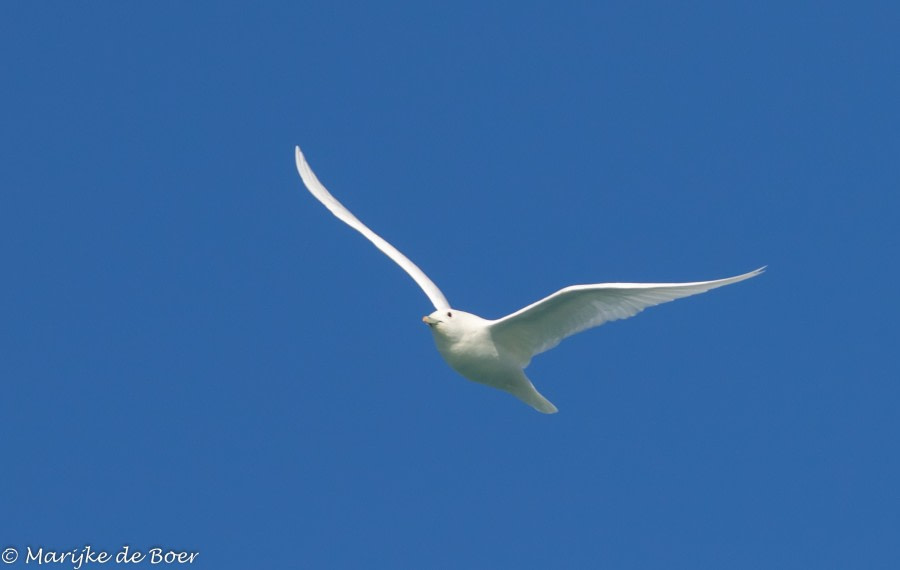 PLA12-22, Day 2, Ivory Gull_20220821-4L6A0286_edit_M de Boer © Marijke de Boer - Oceanwide Expeditions.jpg