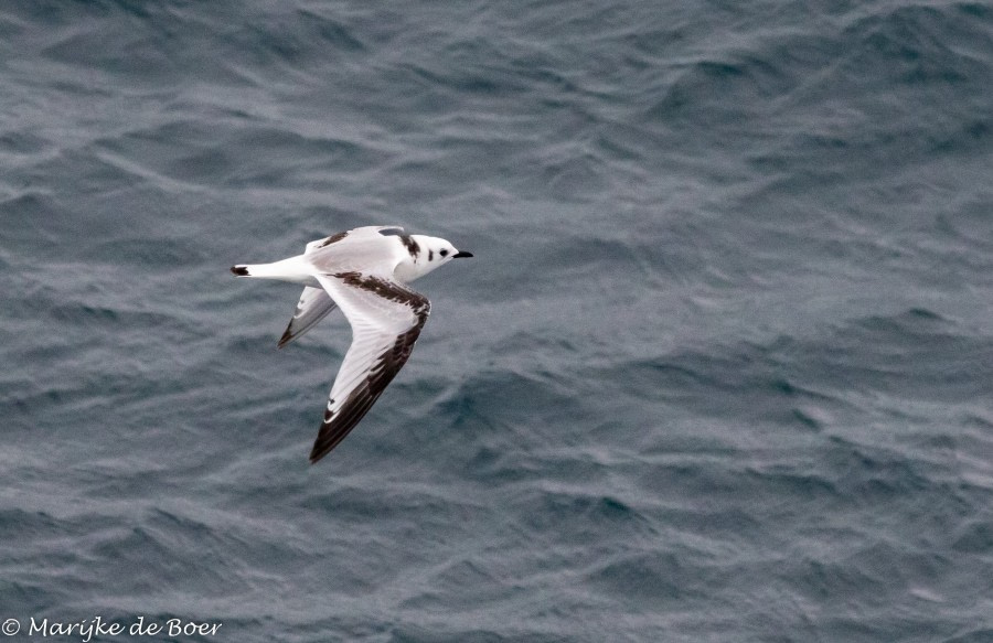 PLA12-22, Day 5, 20220824-4L6A0430_edit_M de Boer_Kittiwake © Marijke de Boer - Oceanwide Expeditions.jpg