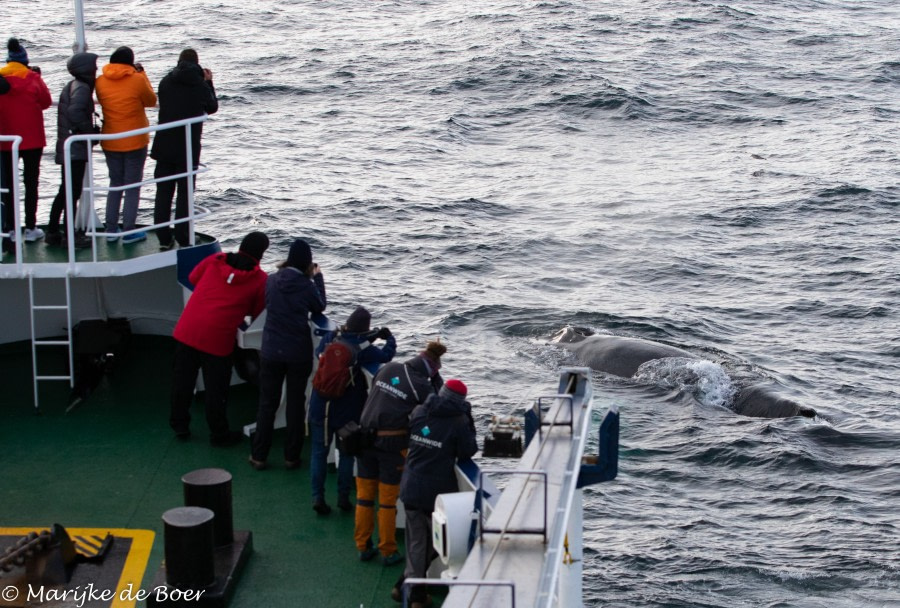 PLA12-22, Day 5, 20220824-4L6A0628_edit_M de Boer_Humpback © Marijke de Boer - Oceanwide Expeditions.jpg