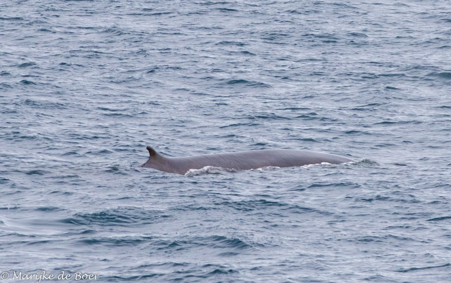 PLA12-22, Day 5, 20220824-4L6A0649_edit_M de Boer_Fin whale © Marijke de Boer - Oceanwide Expeditions.jpg