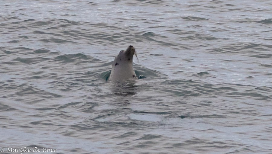 PLA12-22, Day 5, 20220824-4L6A0675_edit_M de Boer_Harp seal © Marijke de Boer - Oceanwide Expeditions.jpg