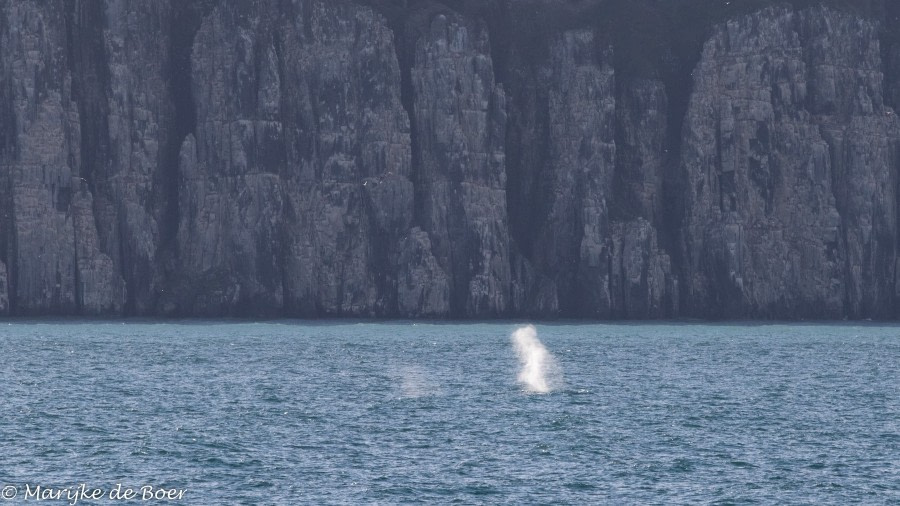 PLA12-22, Day 6, 20220825-4L6A0704_edit_M de Boer_Fin whale © Marijke de Boer - Oceanwide Expeditions.jpg