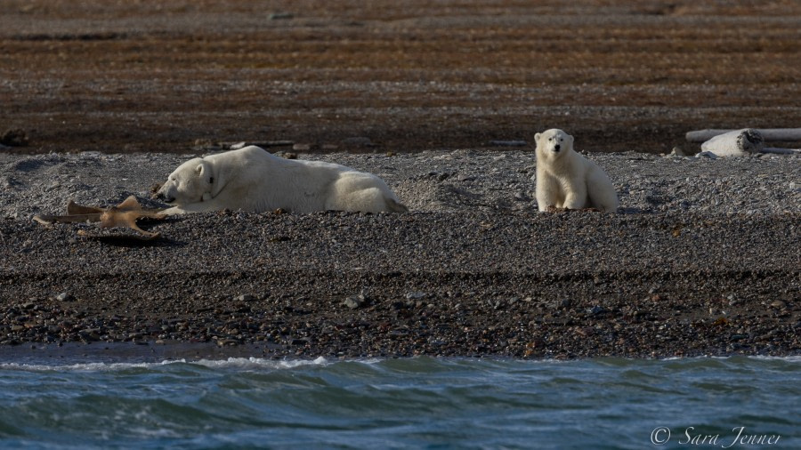 HDS12-22, Day 4, Polar Bear 2 © Sara Jenner - Oceanwide Expeditions.jpg
