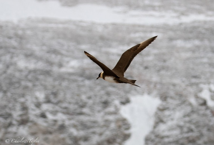 HDS12-22, Day 5, skua © Charlotte Taplin - Oceanwide Expeditions.jpg