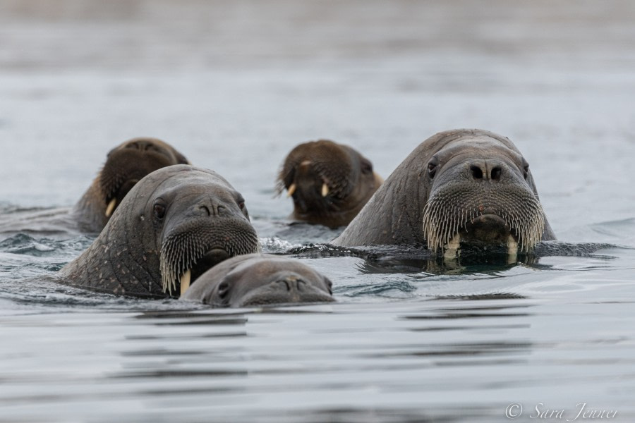 HDS12-22, Day 5, Walrus 3 © Sara Jenner - Oceanwide Expeditions.jpg