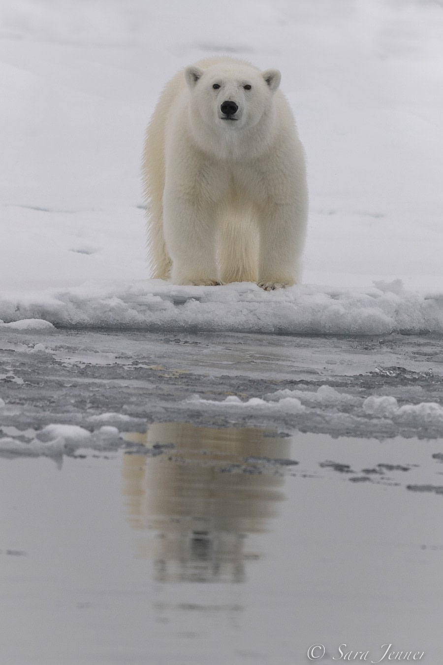 HDS12-22, Day 6, Polar Bear 2 © Sara Jenner - Oceanwide Expeditions.jpg