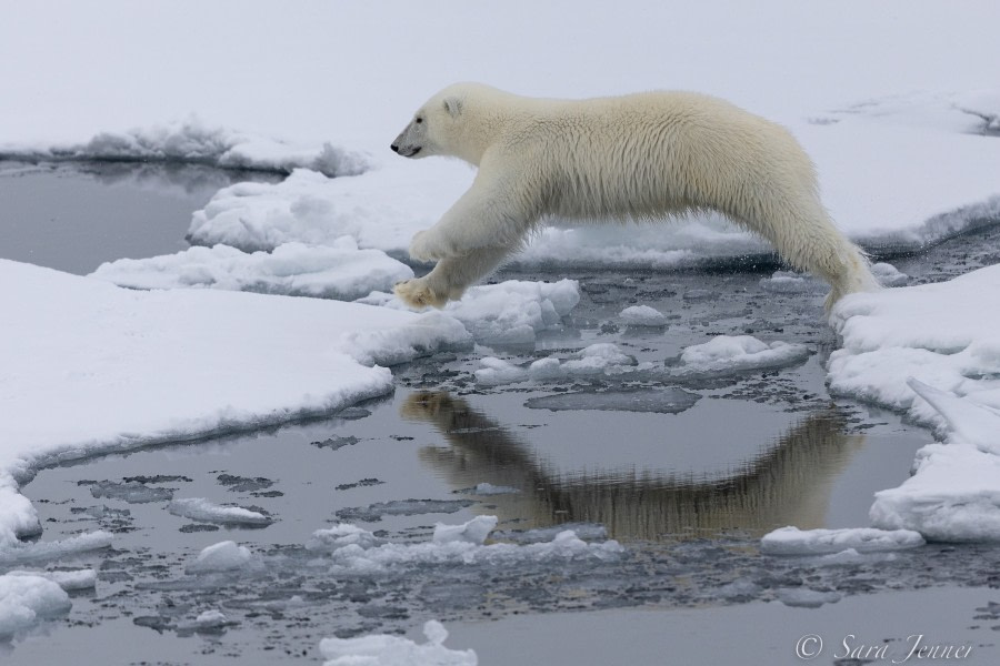 HDS12-22, Day 6, Polar Bear 1 © Sara Jenner - Oceanwide Expeditions.jpg
