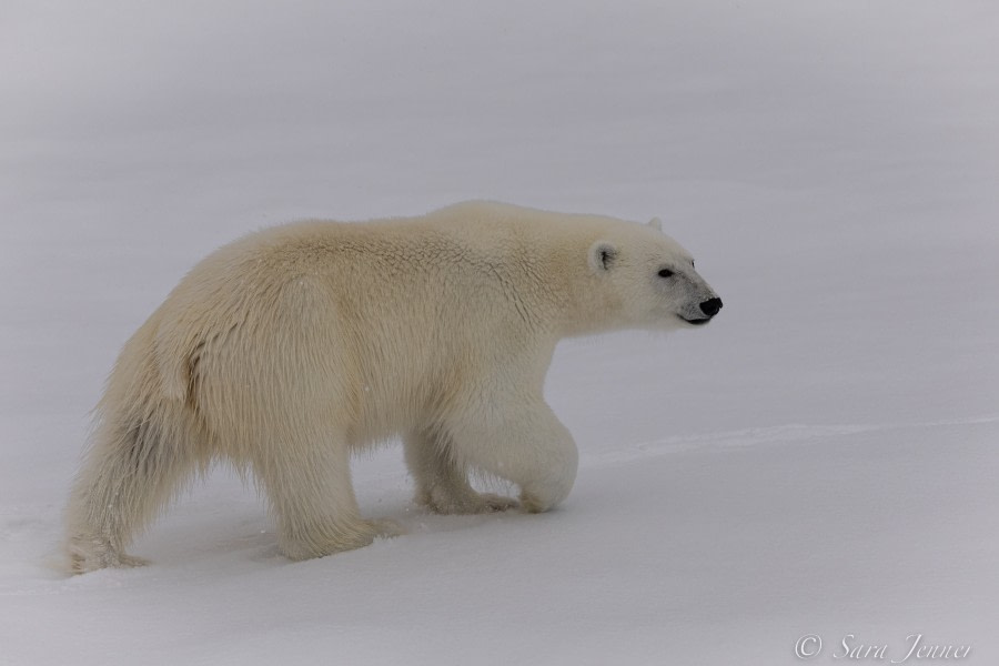 HDS12-22, Day 6, Polar Bear 4 © Sara Jenner - Oceanwide Expeditions.jpg