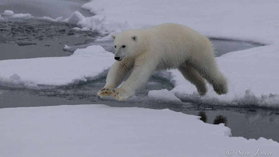 HDS12-22, Day 6, Polar Bear 10 © Sara Jenner - Oceanwide Expeditions.jpg