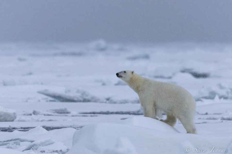 HDS12-22, Day 6, Polar Bear 14 © Sara Jenner - Oceanwide Expeditions.jpg