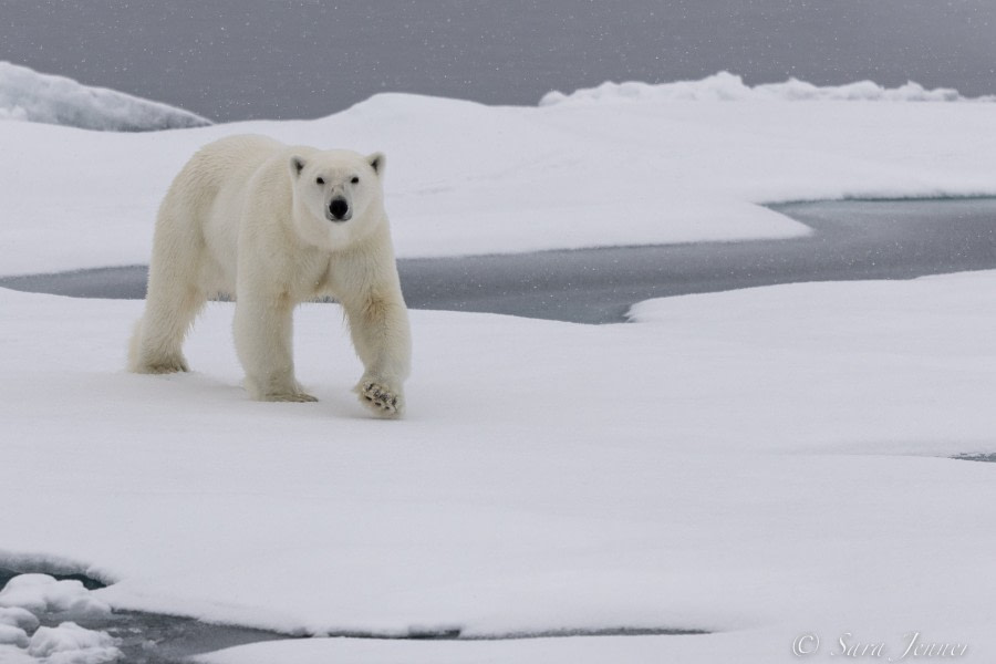 HDS12-22, Day 6, Polar Bear 15 © Sara Jenner - Oceanwide Expeditions.jpg