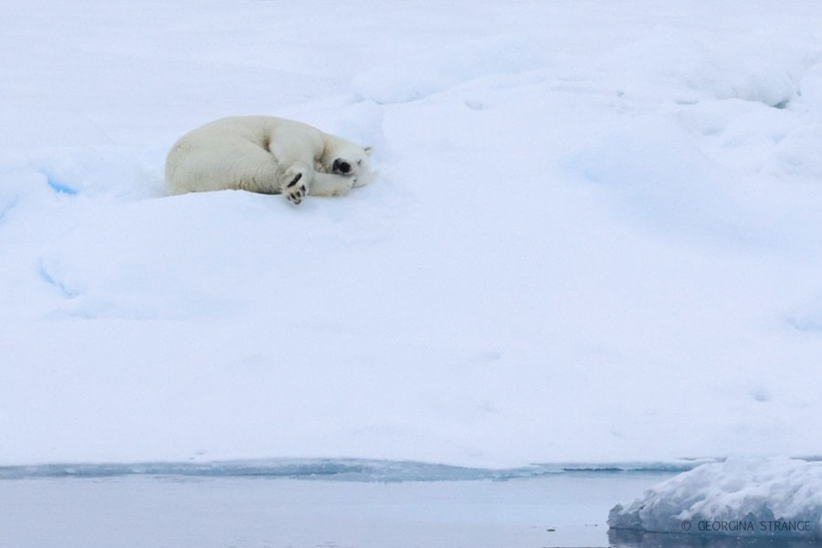 HDS12-22, Day 6, sleepy bear © Georgina Strange - Oceanwide Expeditions.jpg