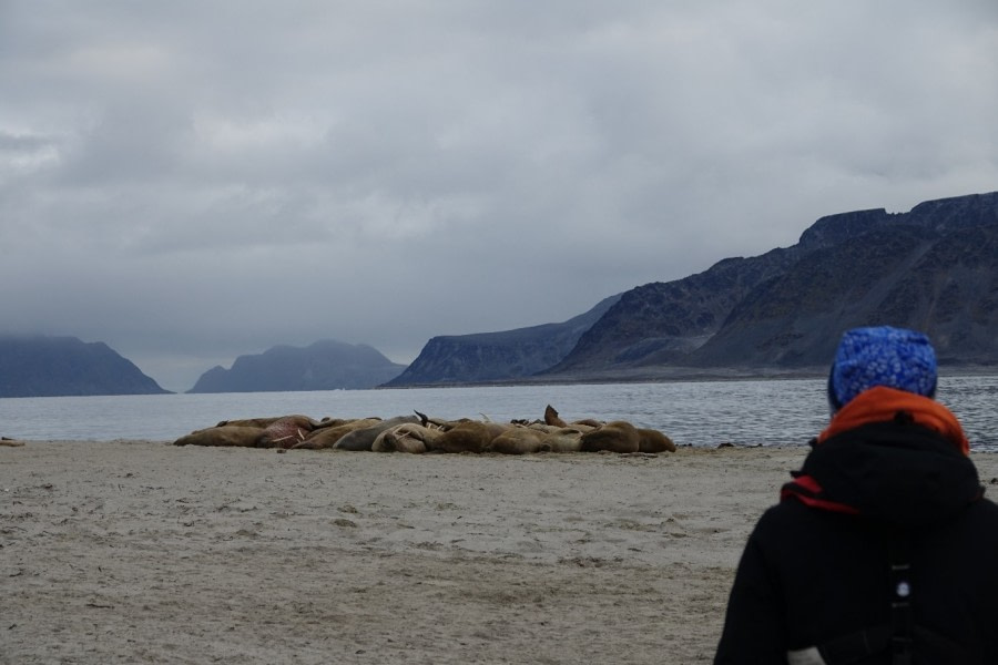 HDS12-22, Day 7, walrus watching © Unknown Photographer - Oceanwide Expeditions.jpg