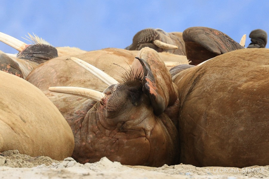 HDS12-22, Day 7, smeerenburg walrus © Georgina Strange - Oceanwide Expeditions.jpg