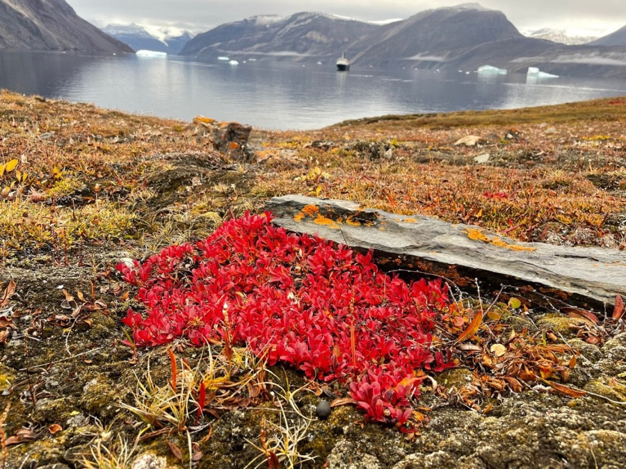 OTL13-22, Day 6, day 6_flowers © Unknown Photographer - Oceanwide Expeditions.jpg