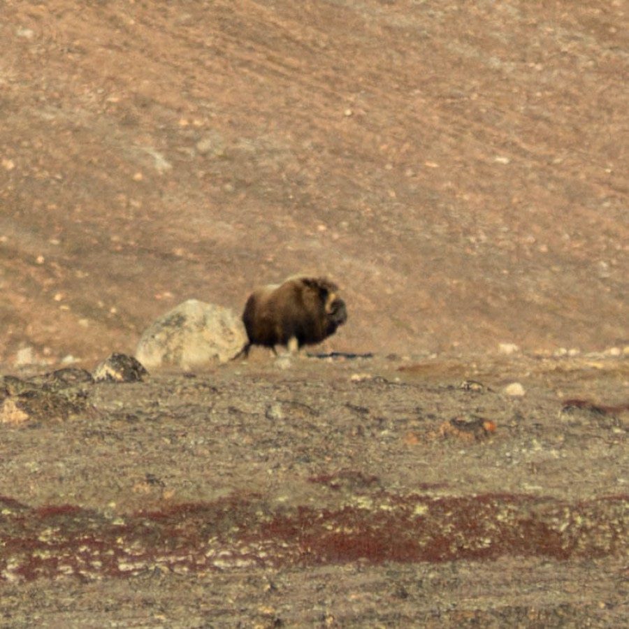 OTL14-22, Day 6, Sasha_-_Trip_Log_-_Greenland_-_2022-09-14_00010 © Alexander Romanovskiy - Oceanwide Expeditions.jpg