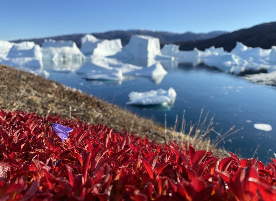 HDS14-22, Rode Island bearberries+harebell-meikesjoer © Meike Sjoer - Oceanwide Expeditions.jpeg