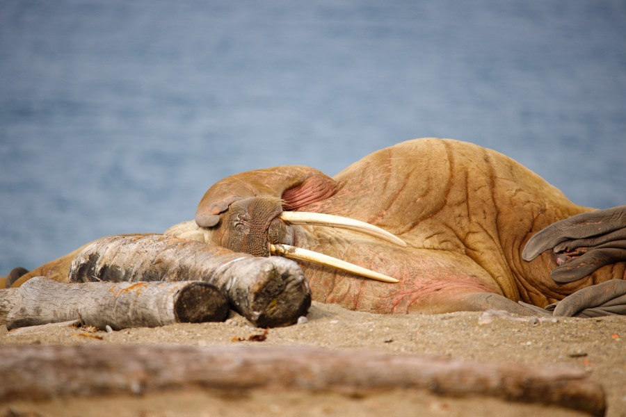 Walrus sunbathing