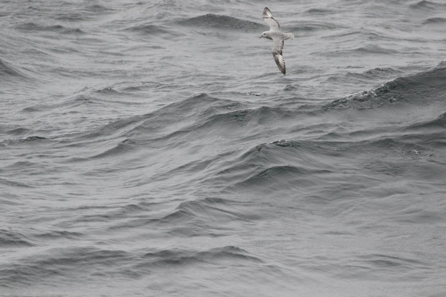 OTL21-22, Day 4, SouthernFulmar_At sea_28oct2022 © Regis Perdriat - Oceanwide Expeditions.jpg