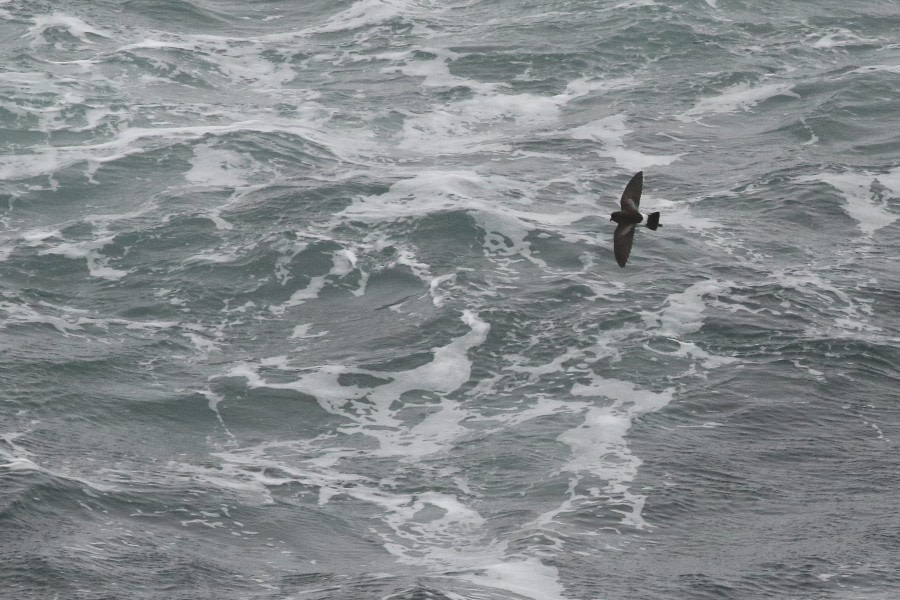 OTL21-22, Day 4, WilsonsStormPetrel_At sea_28oct2022 © Regis Perdriat - Oceanwide Expeditions.jpg