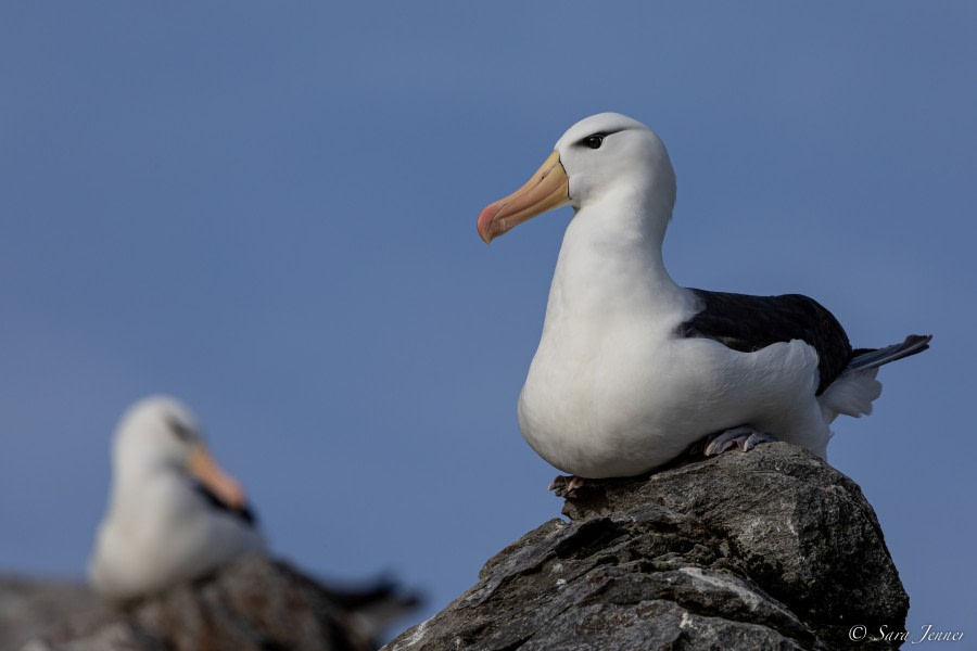 OTL21-22, Day 3, Black browed 3 Grand Jason © Sara Jenner - Oceanwide Expeditions.jpg