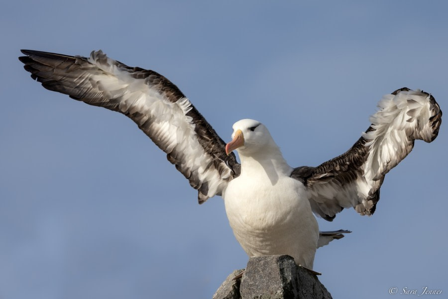 OTL21-22, Day 3, Black browed 6 -Grand Jason © Sara Jenner - Oceanwide Expeditions.jpg