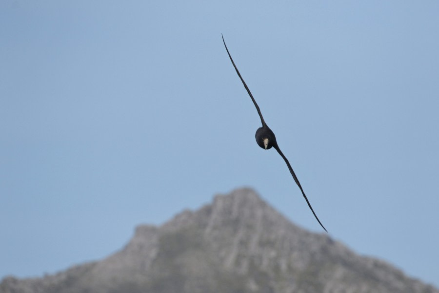 OTL21-22, Day 3, GiantPetrel_At sea_28oct2022 © Regis Perdriat - Oceanwide Expeditions.jpg