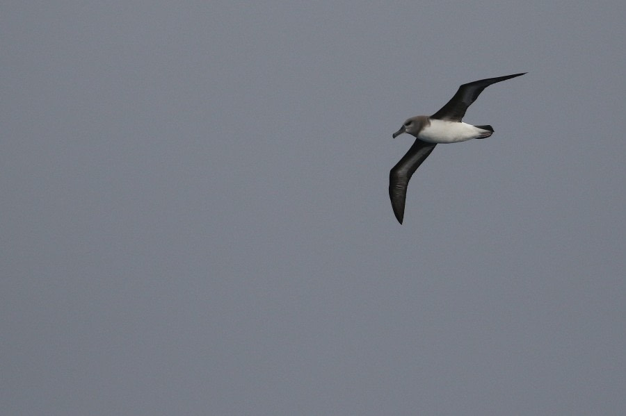 At Sea – Drake Passage