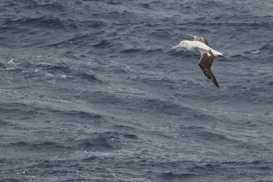 OTL21-22, Day 5, WanderingAlbatros_At sea_29oct2022 © Regis Perdriat - Oceanwide Expeditions.jpg