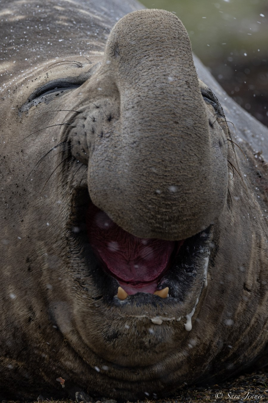 OTL21-22, Day 7, Elephant Seal 4 © Sara Jenner - Oceanwide Expeditions.jpg