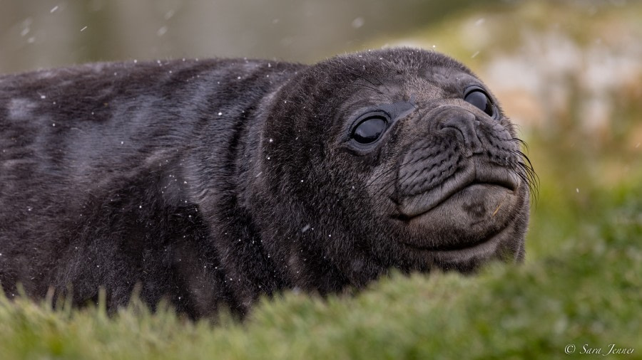 OTL21-22, Day 7, Elephant Seal 8 © Sara Jenner - Oceanwide Expeditions.jpg